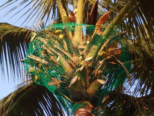coconut tree safety nets in chennai