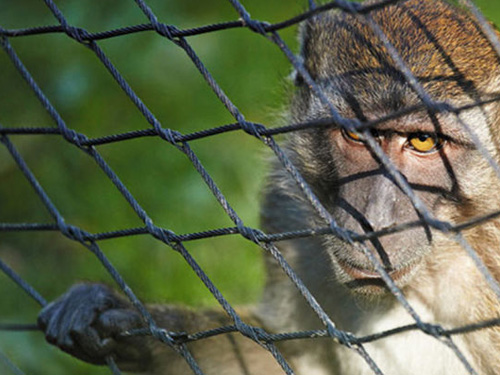 monkey safety nets in chennai